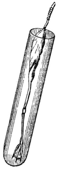 An ink drawing of a test tube containing a severed frog leg. The top of the frog leg has a thin metal wire sticking out of it.