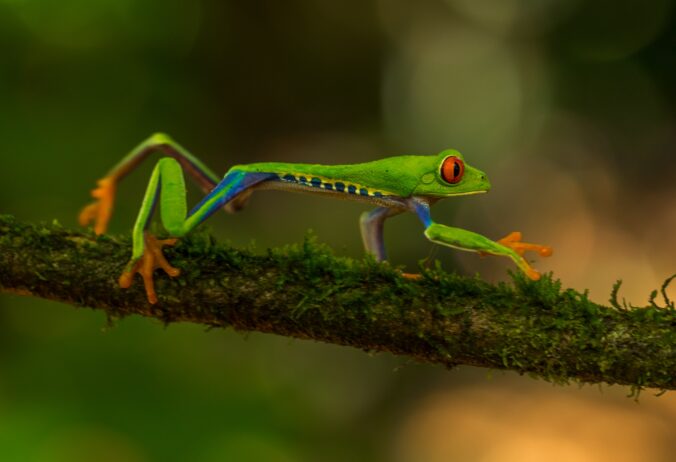 A tropical frog with orange eyes, slender light green body with a yellow-black pattern along its side and long legs sitting on a branch.